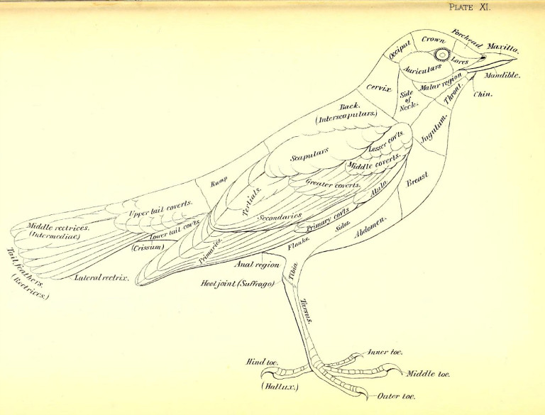 Pantone bird based color system mardikian