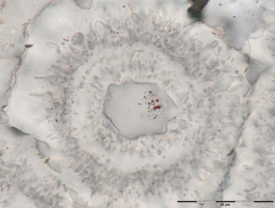 world-oldest-fossils-ucl-10