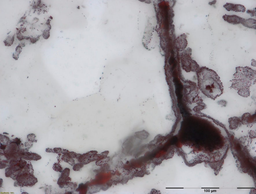 world-oldest-fossils-ucl-5